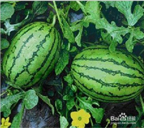 吃瓜网还有啥网,网络舆论场的新势力